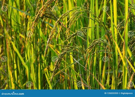 Rice Plant in Rice Paddy stock image. Image of farm - 135033355