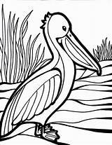 Different Birds Coloring Pages  Home sketch template