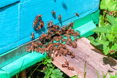 Bee swarm to exit hive stock image. Image of garden, green - 84675439