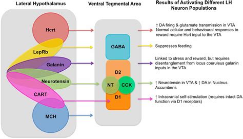 Frontiers | Lateral Hypothalamic Control of the Ventral Tegmental Area: Reward Evaluation and ...