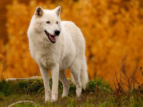 Hd Arctic Wolf Picture - Infoupdate.org