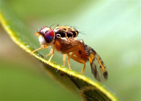 Free picture: ceratitis capitata mediterranean, fruit fly, macro, close ...