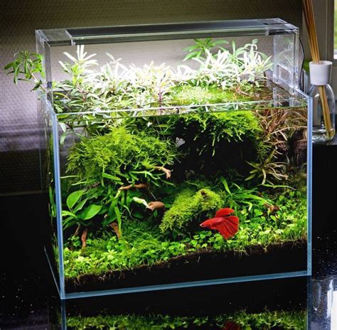 How To Take Care Of A Betta Fish - Best Betta Fish Tank | Fish tank ...