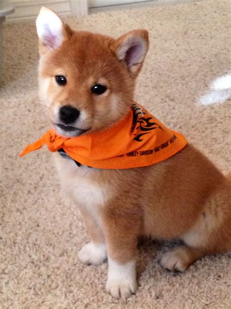 Shiba inu puppy. i was just talking about how cute they would be in bandannas!! Akita Puppies ...