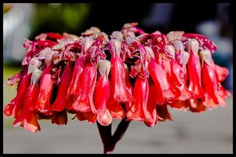 Mother of Thousands photograph by Russel Ray | Flowers photography, Flowers, Succulents