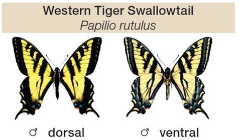 Tiger Swallowtail Butterfly Life Cycle