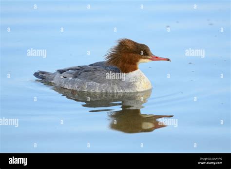 Common Merganser, Mergus merganser, Anatidae, female, Merganser, bird, animal, Klingnau dam ...