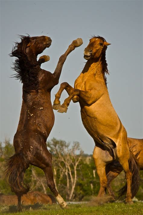 Wild Horse Fight | Wallpapers Gallery