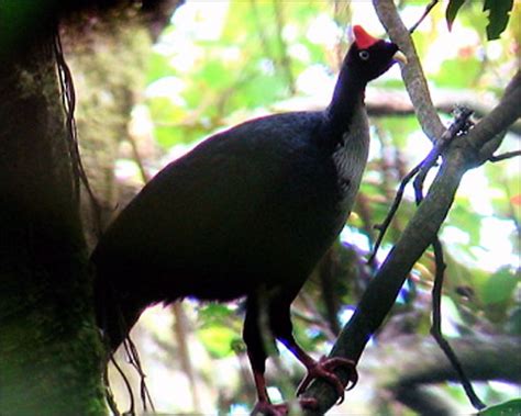 An Eco-Tour for the Bird: Hiking in Guatemala : NPR