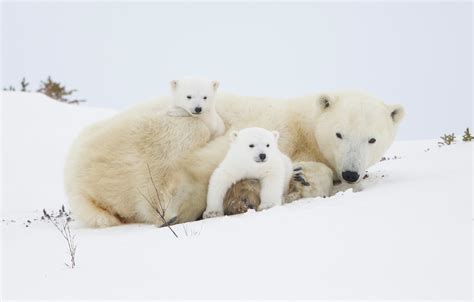 Polar Bear Mother and Cubs Photography