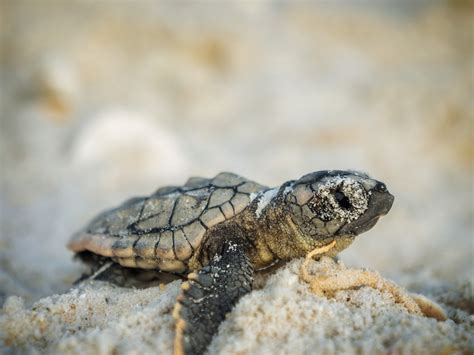 May 1 official start of sea turtle nesting season - Bartos Group