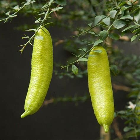 Australian Finger Lime Tree (Citrus australasica) | Finger lime, Citrus plant, Citrus