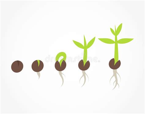 Seed Germination Stock Illustrations – 5,563 Seed Germination Stock Illustrations, Vectors ...