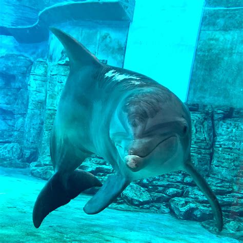 Learn about clearwater marine aquarium events - we know stuff