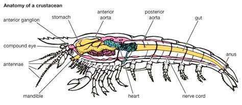 Crustacean | Definition, Characteristics, Evolution, & Facts | Britannica