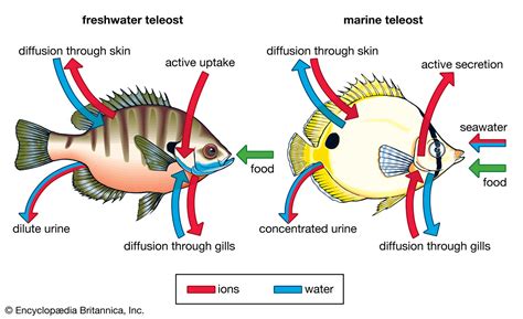 Exploring Fish Respiration: Gills As The Primary Breathing Mechanism