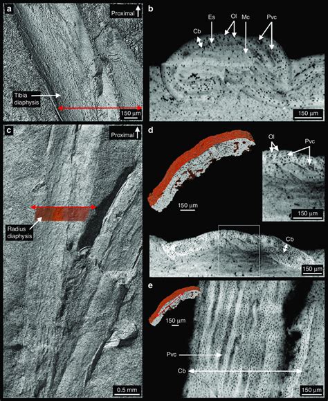 Virtual long bone histology of MPCM-LH-26189 b. a 3D model of the tibia... | Download Scientific ...