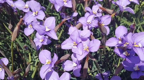 Purple Flag - Patersonia occidentalis - Nativ by Plantrite