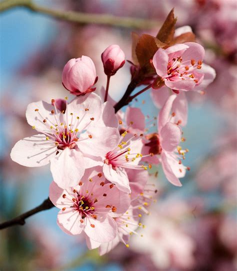 flowering plum tree blossoms | Flowering plum tree, Cherry blossom flowers, Flower pictures