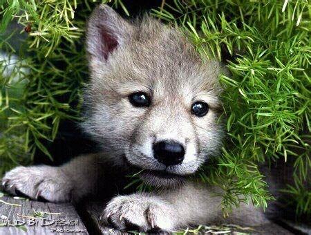 Baby wolf : r/aww