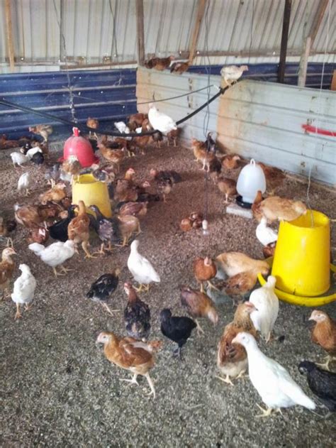 Nuralis Agro Farm: Ayam Kampung Organik Nuralis Agro