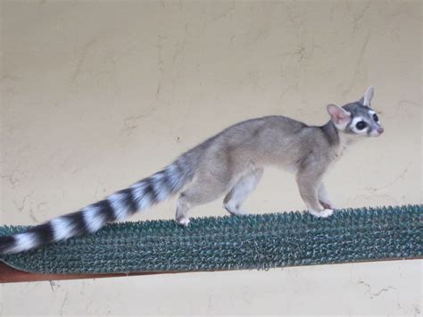 Suburban Naturalist: Ringtails: Arizona's State Mammal