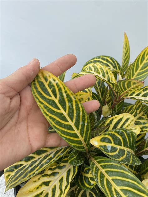 Sanchezia Plant Variegated Sanchezia Speciosa 10 Inch Pot - Etsy | Plants, Plant leaves, Foliage