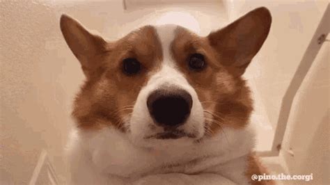 Corgi Dog GIF - Corgi Dog Pet - Discover & Share GIFs