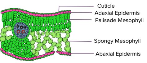 Mesophyll tissue in plants is made up of