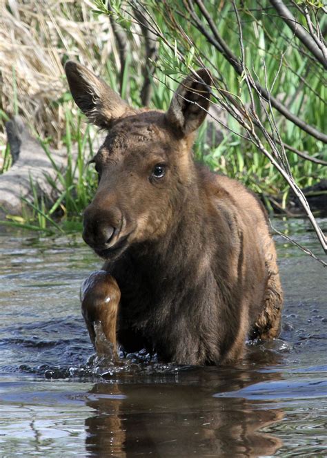 Baby Moose | Moose pictures, Grand teton national park, Teton national park