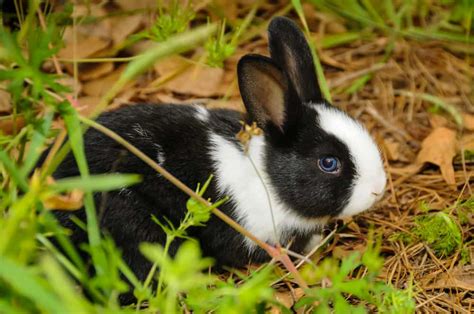 Top 12 Rabbit Breeds: Complete Guide of the Best Rabbits - Northern Nester