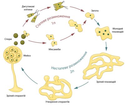 Mycetozoa - Wikipedia, la enciclopedia libre