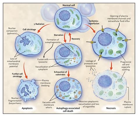 Cell Death | NEJM