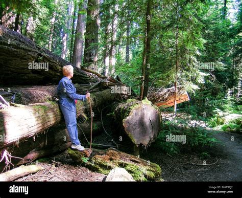 Muir woods, redwood trees and forest Stock Photo - Alamy