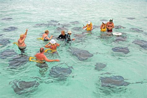 Stingrays Cayman Island editorial stock photo. Image of fish - 35440358