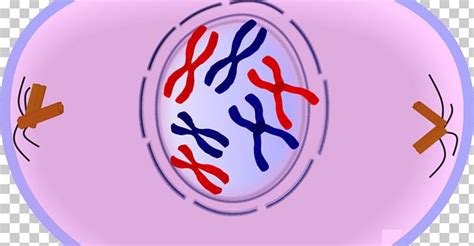 Prophase Mitosis Metaphase Anaphase Meiosis PNG, Clipart, Anaphase ...