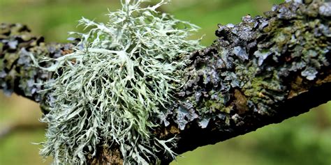 Lichen has a lot to tell you about your trees