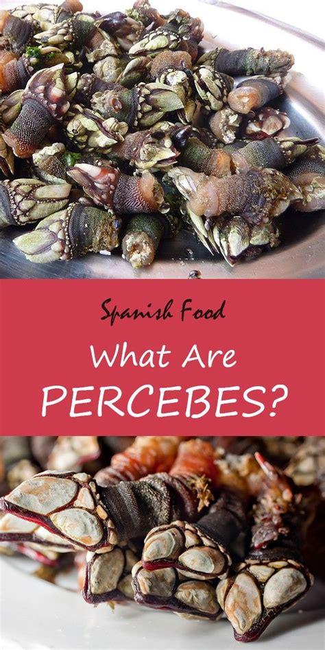 Known in English as goose barnacles, Galician Percebes are the most ...