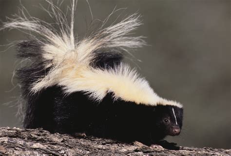 What Do Baby Skunks Look Like