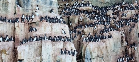 Arctica Expeditions AS - sail boat charter Spitsbergen, Svalbard, Norway