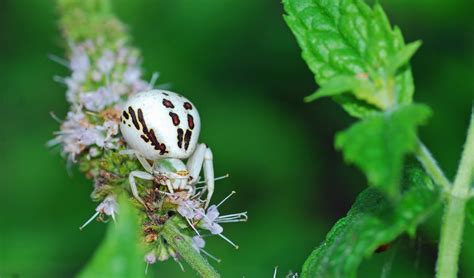 MObugs: Crab Spiders