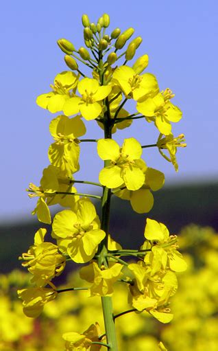 Canola | Center for Crop Diversification