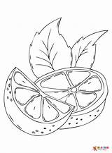 Citrus Fruits Coloring Pages Printable For Free Download sketch template