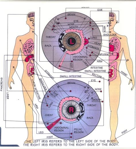 iridology eye chart Here's a Quick Way to download (10 pc) | iriscope ...