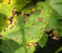 Bacterial Blight angular shape - UT Crops Pest Guides