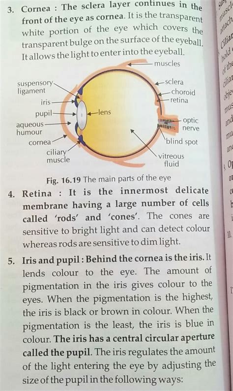 what is the function of cornea, iris, pupil, retina - Brainly.in