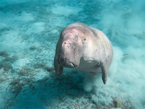 Dugong Facts - Animals of the Ocean - WorldAtlas