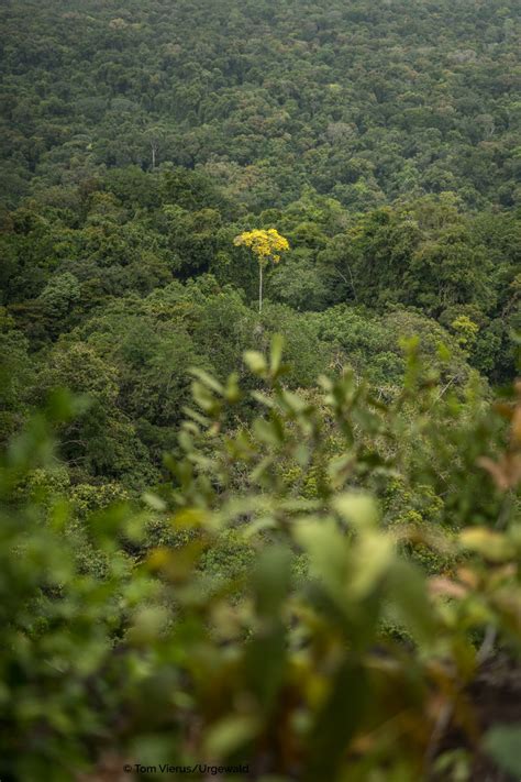 Ecotourism in Guyana | Iwokrama Forest | Part 2 - Livingdreams.tv