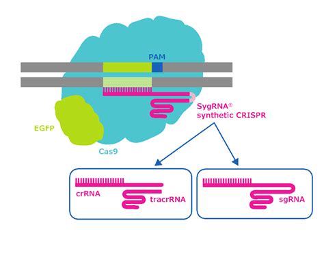 Get Started with CRISPR Gene Editing: Mechanisms and Considerations