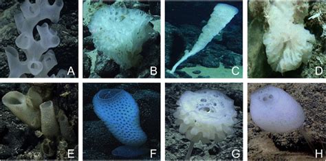 Some examples of glass sponges (Porifera: Hexactinellida). a-c, e-h... | Download Scientific Diagram